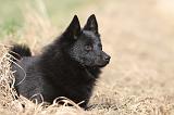 SCHIPPERKE 439